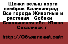 Щенки вельш корги пемброк Калининград - Все города Животные и растения » Собаки   . Сахалинская обл.,Южно-Сахалинск г.